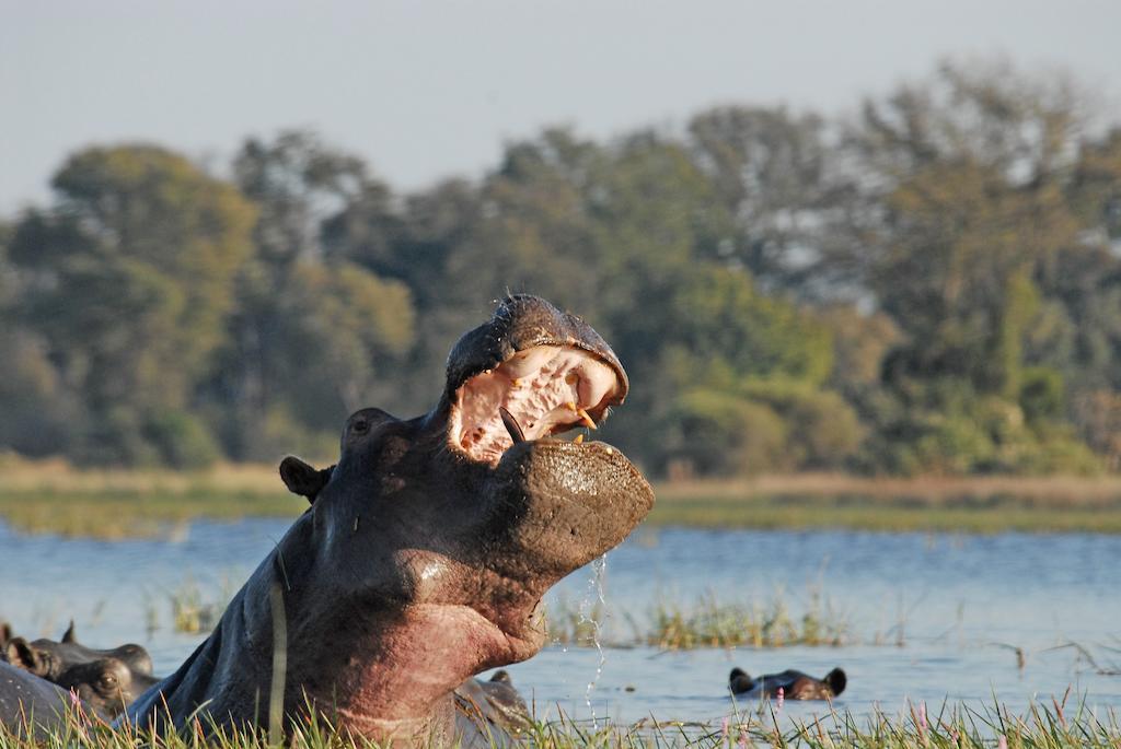 Divava Okavango Resort & Spa Bagani Ngoại thất bức ảnh